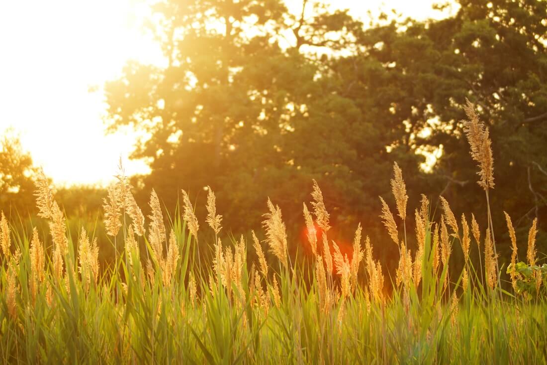 field of tall grass with sun shining