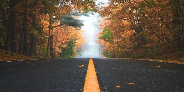 a road going through forest on a foggy day