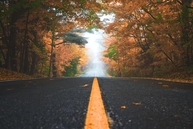 a road going through forest on a foggy day
