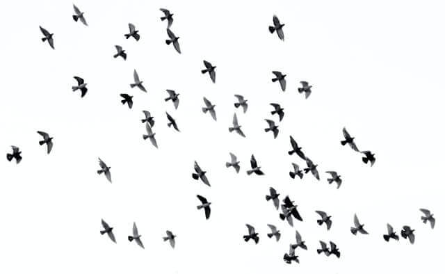 birds in chimney